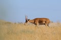 Wild male Saiga antelope in Kalmykia steppe Royalty Free Stock Photo