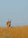 Wild male Saiga antelope in Kalmykia steppe Royalty Free Stock Photo