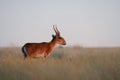Wild male Saiga antelope in Kalmykia steppe Royalty Free Stock Photo