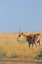 Wild male Saiga antelope near watering in steppe Royalty Free Stock Photo