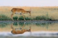 Wild male Saiga antelope near watering in steppe Royalty Free Stock Photo