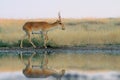 Wild male Saiga antelope near watering in steppe Royalty Free Stock Photo