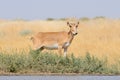 Wild male Saiga antelope near watering in steppe Royalty Free Stock Photo