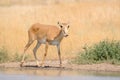 Wild male Saiga antelope near watering in steppe Royalty Free Stock Photo