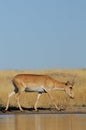 Wild male Saiga antelope near watering in steppe Royalty Free Stock Photo