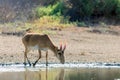 Wild male Saiga antelope or Saiga tatarica in steppe Royalty Free Stock Photo