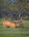 Wild male Sambar deer or rusa unicolor with big antlers long horns in natural scenic wetland in forest or national park of india