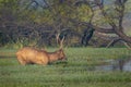 Wild male Sambar deer or rusa unicolor with big long horns in natural scenic landscape wetland at forest of central india
