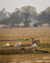 wild male Spotted deer or Chital or Cheetal or axis axis with big antlers resting in wetland and birds are in line or pattern at