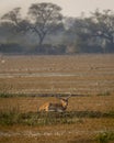 wild male Spotted deer or Chital or Cheetal or axis axis with big antlers resting in wetland of keoladeo national park or Royalty Free Stock Photo