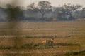 wild male Spotted deer or Chital or Cheetal or axis axis with big antlers resting in wetland of keoladeo national park or