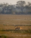 wild male Spotted deer or Chital or Cheetal or axis axis with big antlers resting in wetland of keoladeo national park or