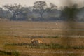 wild male Spotted deer or Chital or Cheetal or axis axis with big antlers resting in wetland of keoladeo national park or Royalty Free Stock Photo