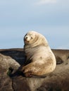 Wild Male Steller Sea Lion