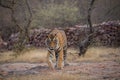 Wild male tiger panthera tigris on evening stroll and territory marking at summer safari in dry deciduous forest of Ranthambore