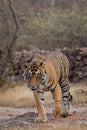 Wild male tiger panthera tigris on evening stroll and territory marking at summer safari in dry deciduous forest of Ranthambore