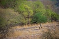 Wild male tiger patrolling his territory and on stroll in backdrop ranthambore hills