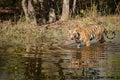 Wild male tiger walking in water with reflection at bandhavgarh natinal park or tiger reserve, madhya pradesh, india Royalty Free Stock Photo