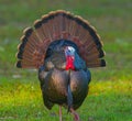 Wild male Tom Osceola turkey - Meleagris gallopavo osceola - strutting while facing camera, full bright red, blue iridescent color Royalty Free Stock Photo