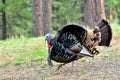 Male Tom Turkey, Bitterroot Mountains, Montana. Royalty Free Stock Photo