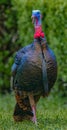 Wild male Tom turkey closeup portrait focusing on red white blue colors, iridescence long beard, waddle, snood and caruncle, sharp Royalty Free Stock Photo