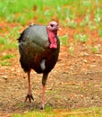 Wild Male Tom Turkey, Montana. Royalty Free Stock Photo