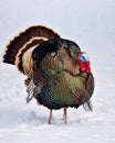 Wild Male Tom Turkey, Winter, Montana Royalty Free Stock Photo