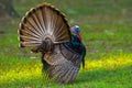 Wild male Tom Turkey struts with tail feathers spread, view from behind, mating season display ritual.  Florida Osceola turkey - Royalty Free Stock Photo