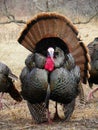 Wild male tom turkey strutting about during spring mating season Royalty Free Stock Photo