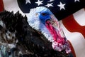 Wild male turkey bird with iridescent skin and american flag used as background - Meleagris gallopavo, Phasianidae, Galliformes