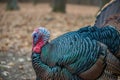 Wild Male Turkey Fanning Feathers for Thanksgiving Royalty Free Stock Photo