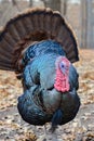 Wild Male Turkey Fanning Feathers for Thanksgiving