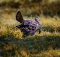 Wild male turkey with feathers open struts to the right Royalty Free Stock Photo