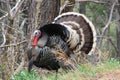 Wild Male Turkey Royalty Free Stock Photo