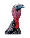 Wild Male Turkey Tom Gobbler Head Illustration