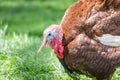 Wild male turkey waiting for female Royalty Free Stock Photo