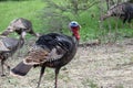 Wild Male Turkey Watching Over Group Of Female Turkeys In Background Grazing For Food In Northern California Royalty Free Stock Photo