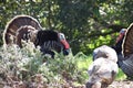 Wild Male Turkeys Watching Over Female Turkeys On A Secluded Hill Side In Northern California