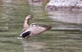 Wild Mallard (Anas platyrhynchos) flapping its win Royalty Free Stock Photo