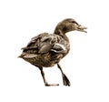 Wild mallard duck with the broken leg, vector graphic