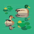 Wild Mallard duck couple colorful flat design icon Royalty Free Stock Photo