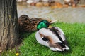 Wild Mallard duck couple resting together on the grass by the river Royalty Free Stock Photo