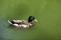 Wild mallard duck drake Swimming in Water in the lake Royalty Free Stock Photo