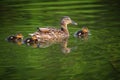 A wild mallard duck with ducklings Royalty Free Stock Photo