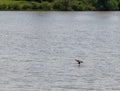 Mallard duck landing on water surface Royalty Free Stock Photo