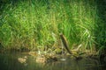 Wild mallard duck floats on the lake reeds in the background Royalty Free Stock Photo