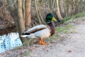 Wild mallard duck out of the water Royalty Free Stock Photo