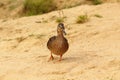 Wild mallard duck on sand