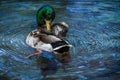 Wild Mallard Duck in Water Royalty Free Stock Photo