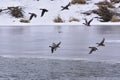 Wild mallard ducks